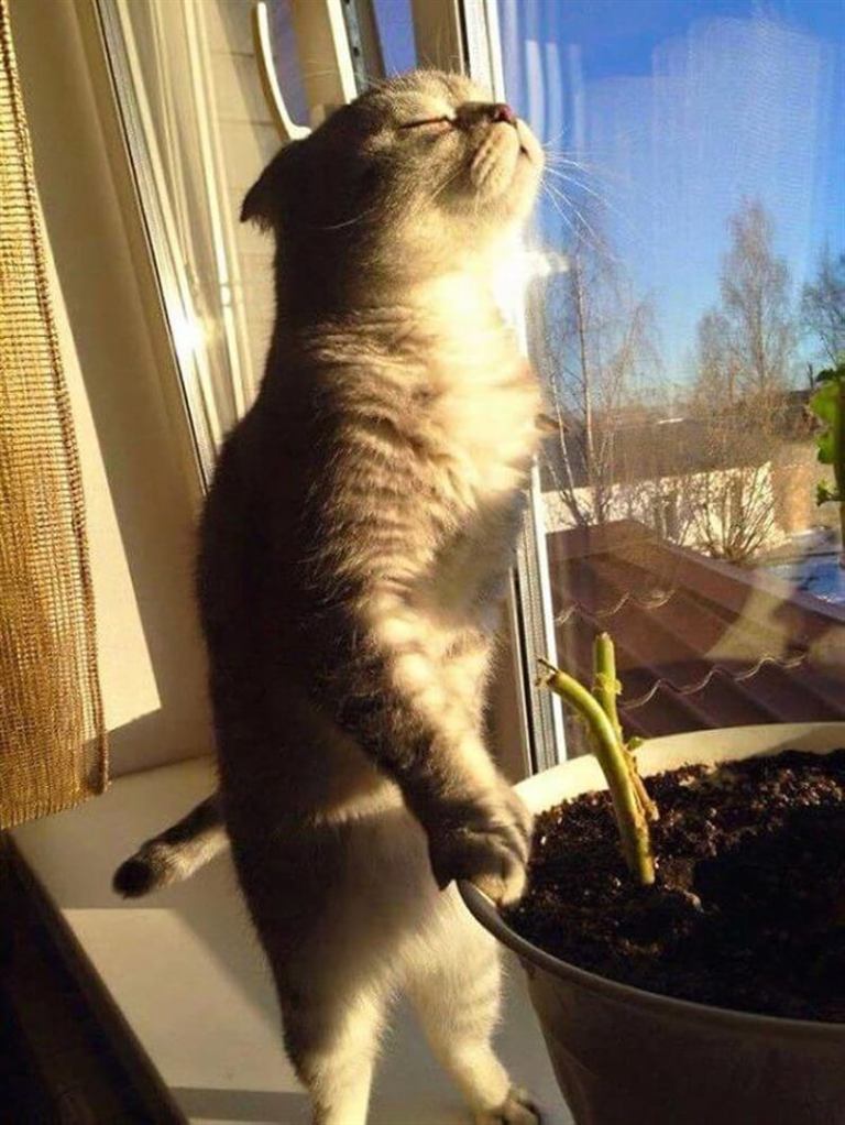 Коты просто обожают греться на солнышке