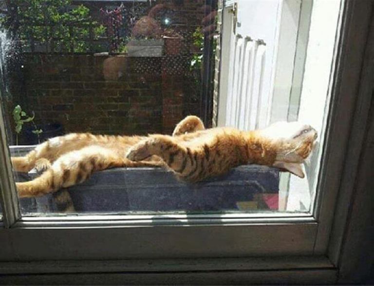 Коты просто обожают греться на солнышке