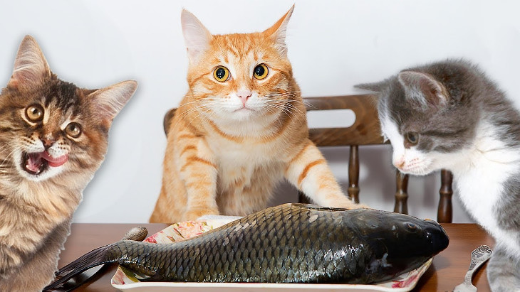 Можно ли кошкам давать рыбу