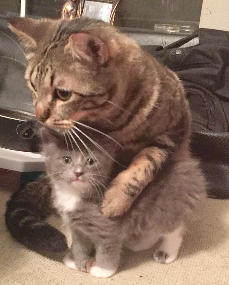 Кот находит подход к котёнку-сироте и приучает его обниматься каждый день