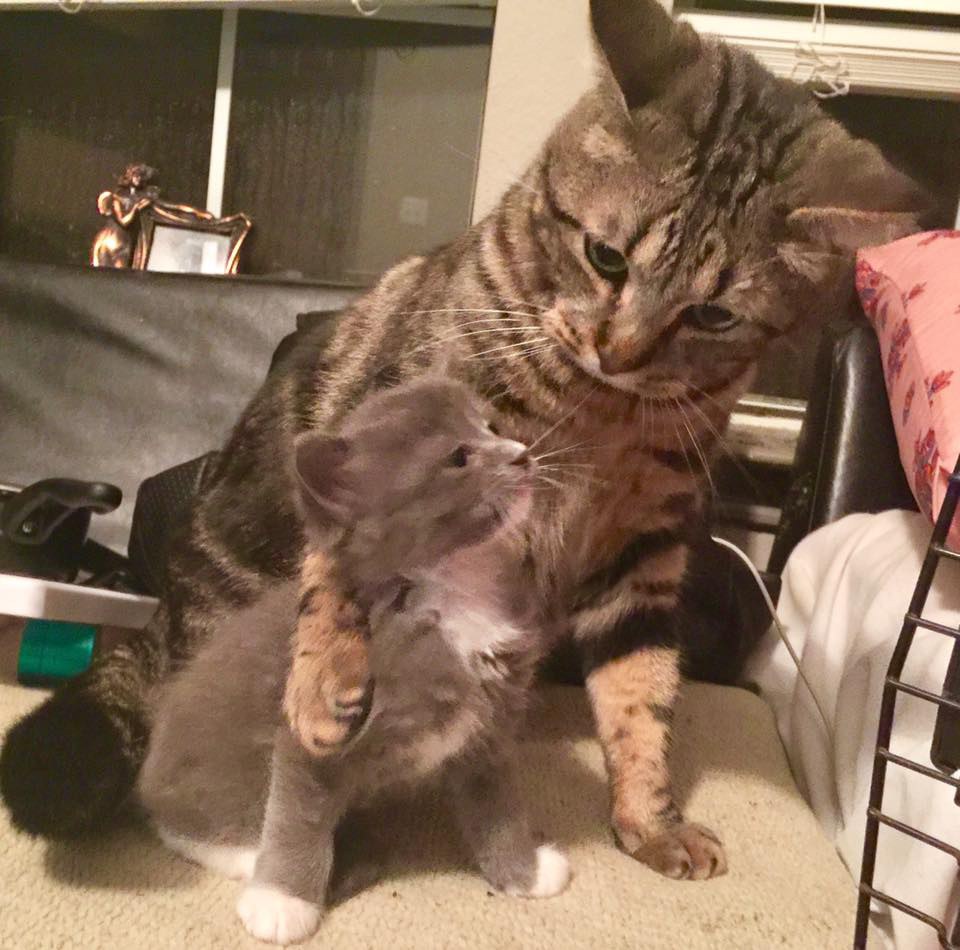 Кот находит подход к котёнку-сироте и приучает его обниматься каждый день
