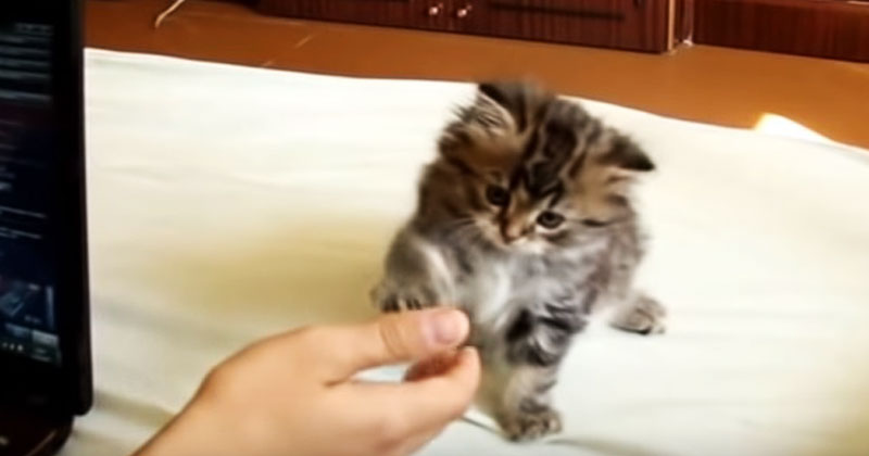 Пушистый котенок научился давать лапку, и не устает это демонстрировать