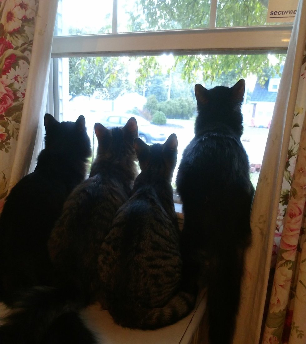 Муж с женой согласились временно присмотреть за четверыми котятами, но у котят были свои планы