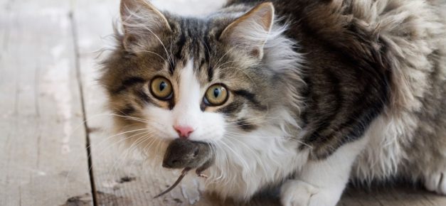 Простые беспородные кошки: почему мы их так любим
