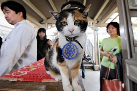 В каких странах кошки носят униформу и состоят на службе