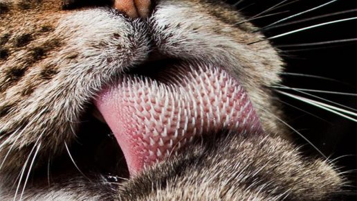 Корма для выведения шерсти из желудка — как помочь кошке справиться со своей шубкой