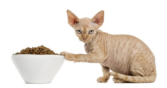 Меню для сфинкса: как правильно составить рацион для голых пород кошек