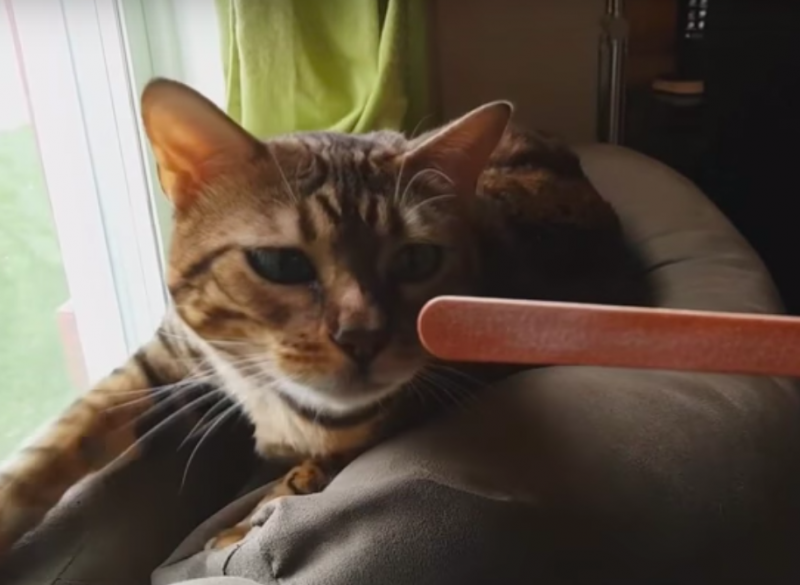Забавная реакция кошки на пилочку для ногтей