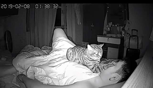 Скрытая камера показала, что делает кот, пока хозяин спит