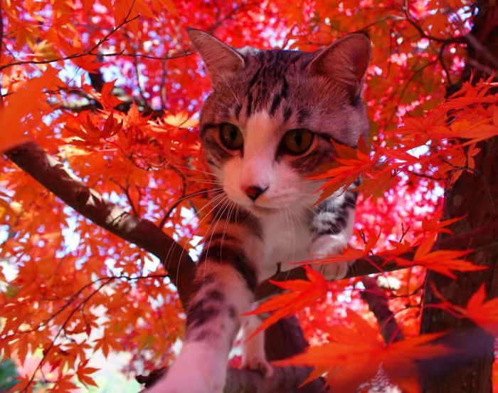 Самый фотогеничный кот Нянкичи, у которого не бывает плохих снимков