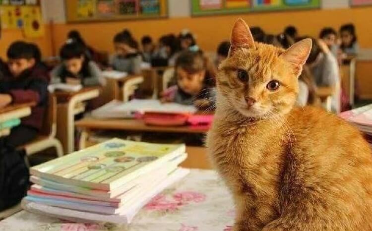 Котик учится в 3 классе и отказывается от еды, когда его не пускают в школу