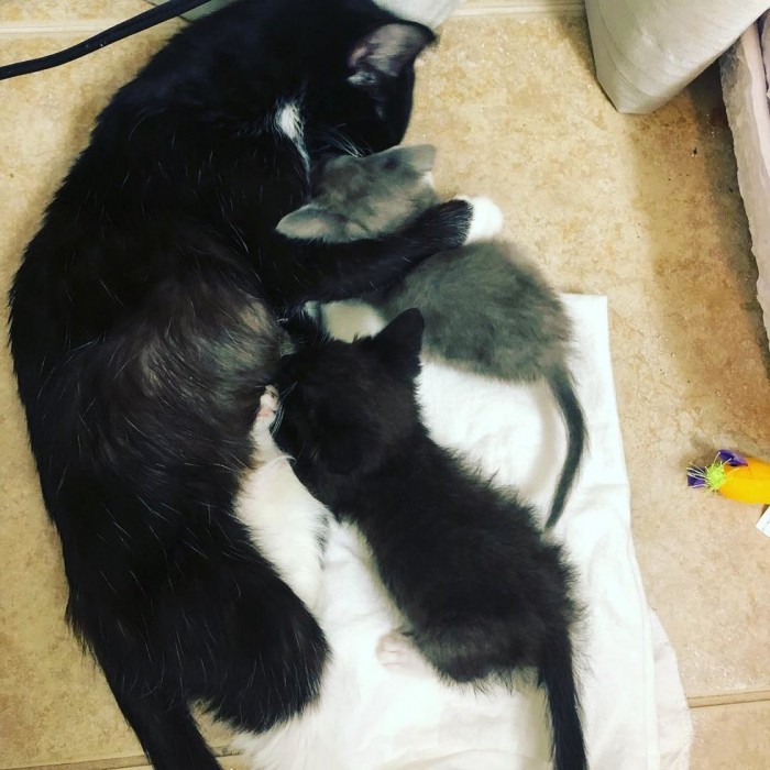 Кошка и два её котёнка пережили серьёзные испытания, но выдержали всё и сберегли друг друга