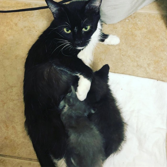 Кошка и два её котёнка пережили серьёзные испытания, но выдержали всё и сберегли друг друга