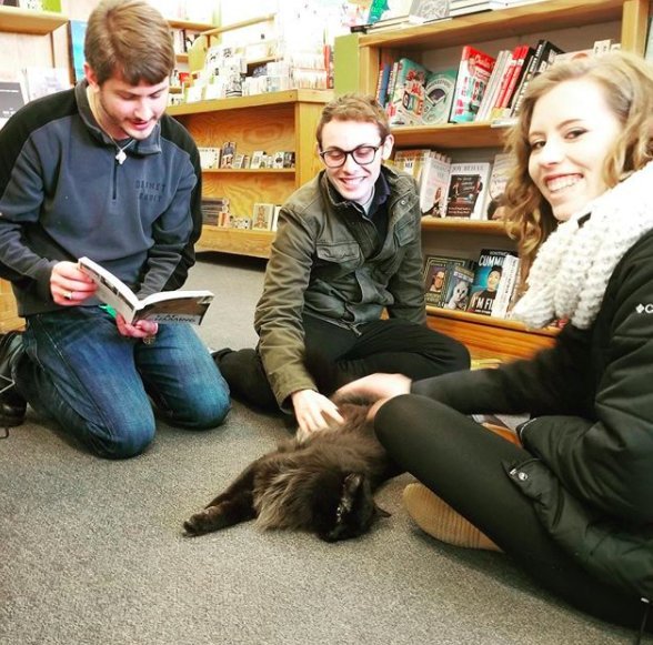 Потерявшийся котенок зашел в книжный магазин и вот уже 11 лет живет в нем