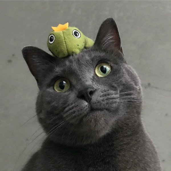 Хозяин фотографирует своего недоумевающего котика в компании лягушек