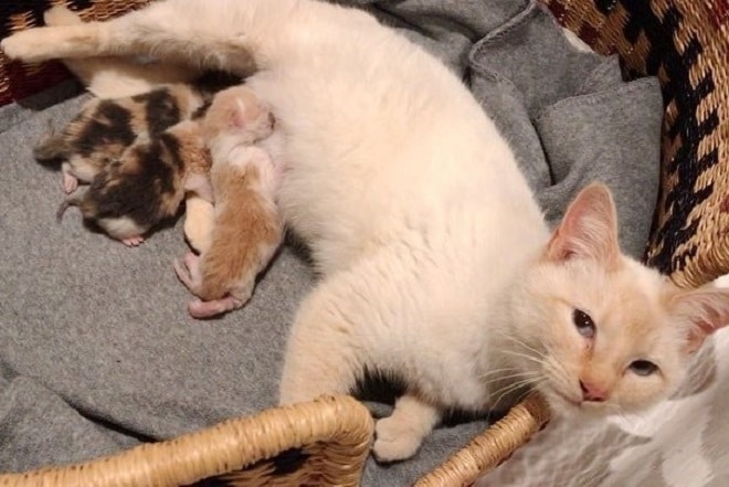 Кошка избежала стерилизации, но оказалась беременной, бездомной и недоверчивой