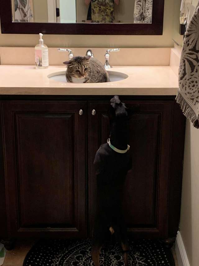 Кот никогда не встречал собак, и когда хозяйка привела в дом пса, он спрятался в раковине