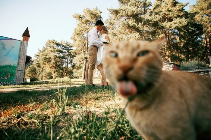 Непревзойденные фотобомберы: кошки, которые готовы пойти на все ради всеобщего внимания
