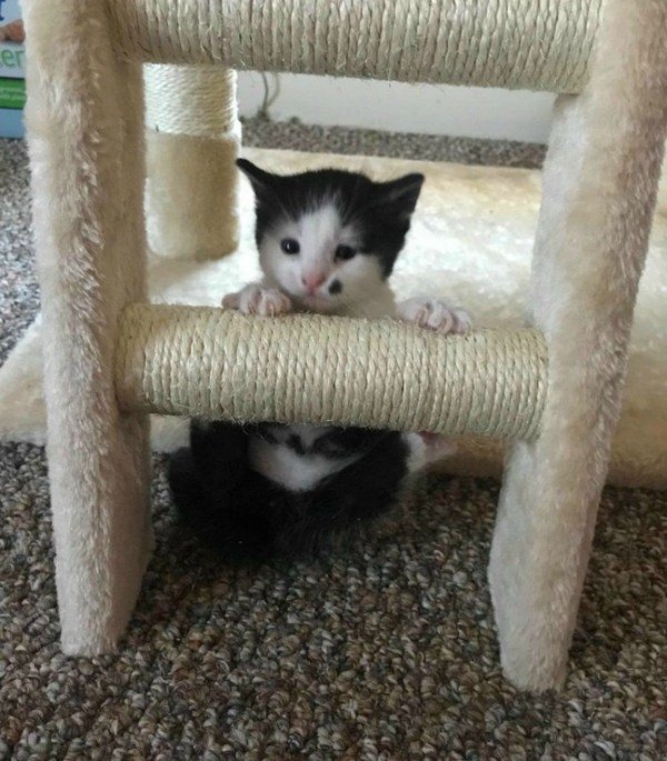 Беременная кошка, брошенная в приюте, родила котенка с интересной особенностью