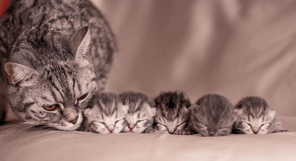 Без политики и интриг. Просто 22 милейших фото кошачьих семейств, которые очаруют Вас