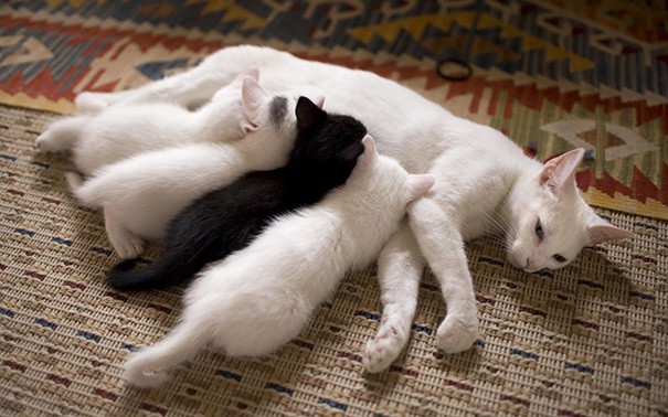 Без политики и интриг. Просто 22 милейших фото кошачьих семейств, которые очаруют Вас