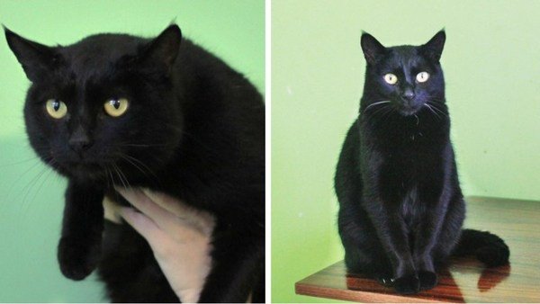 Самара и Волгоград: три истории спасения черных котов