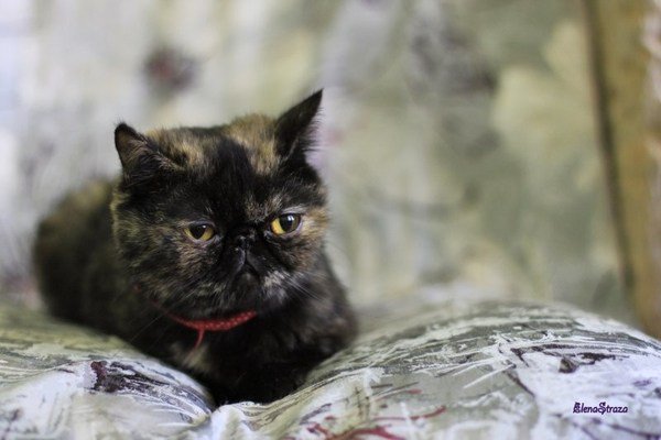 Самара и Волгоград: три истории спасения черных котов