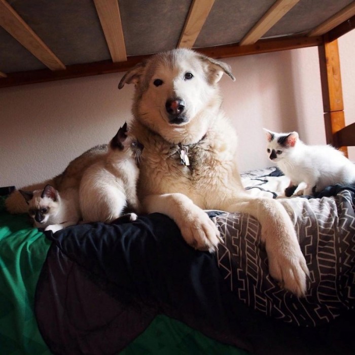 Четыре котенка сделали большую собаку снова счастливой
