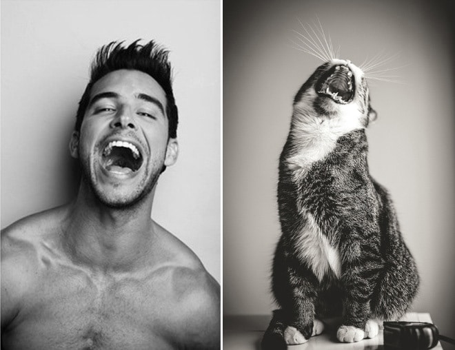 Коты, которые позируют для фото не хуже, чем профессиональные модели