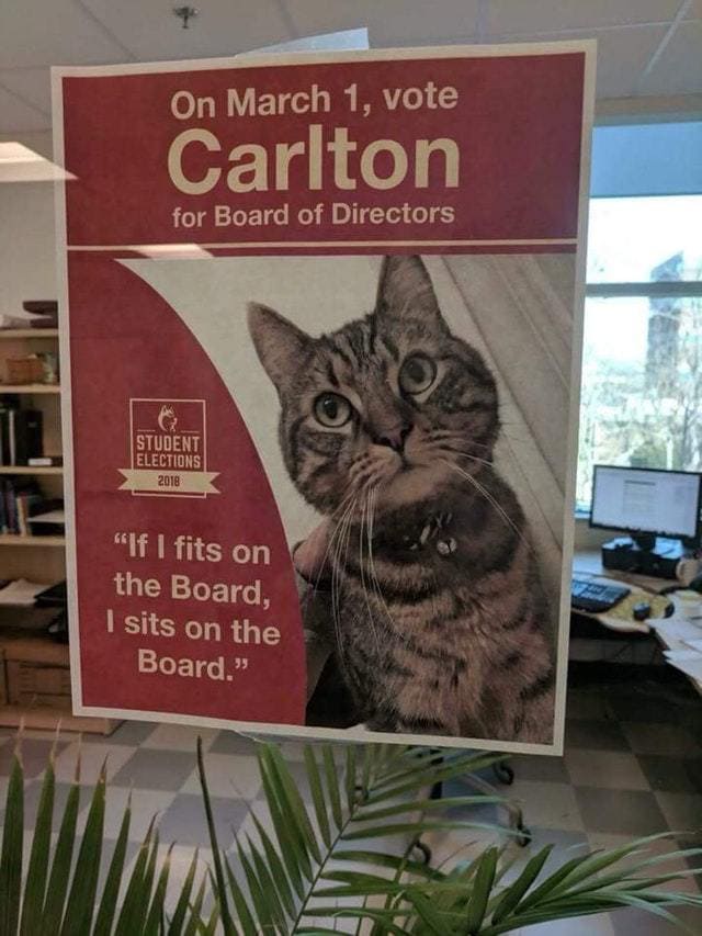 Кот по имени Карлтон просто гулял рядом с университетом и догулялся до кандидата в Совет директоров