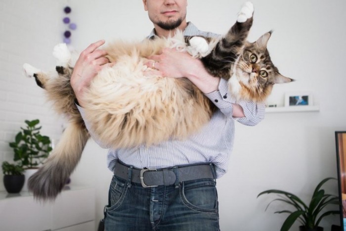 В Финляндии живет самый крупный кот в мире
