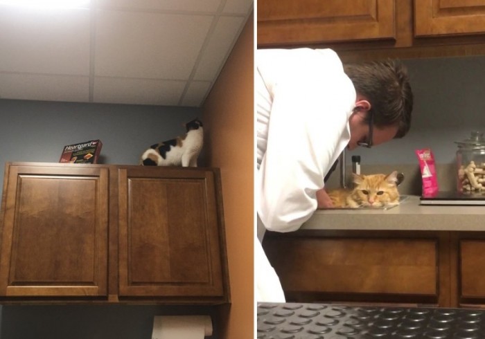 18 кошек, которые уверены, что спрятались от ветеринара