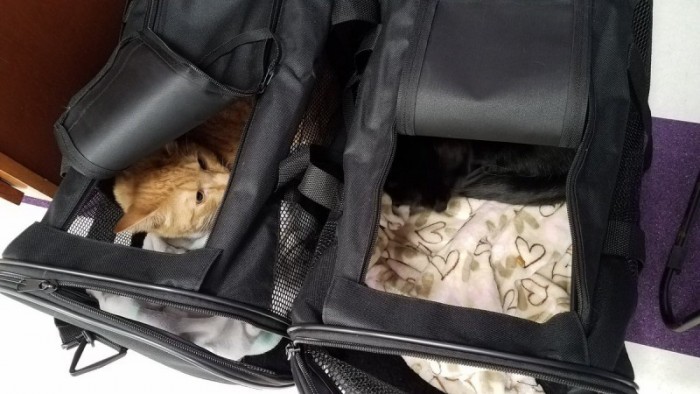 18 кошек, которые уверены, что спрятались от ветеринара