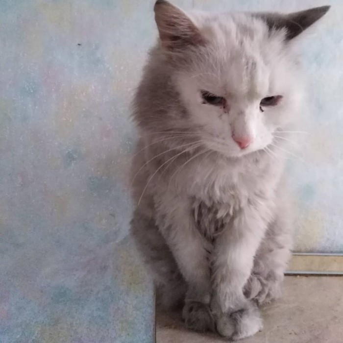 Роскошного белого кота выставили на мороз