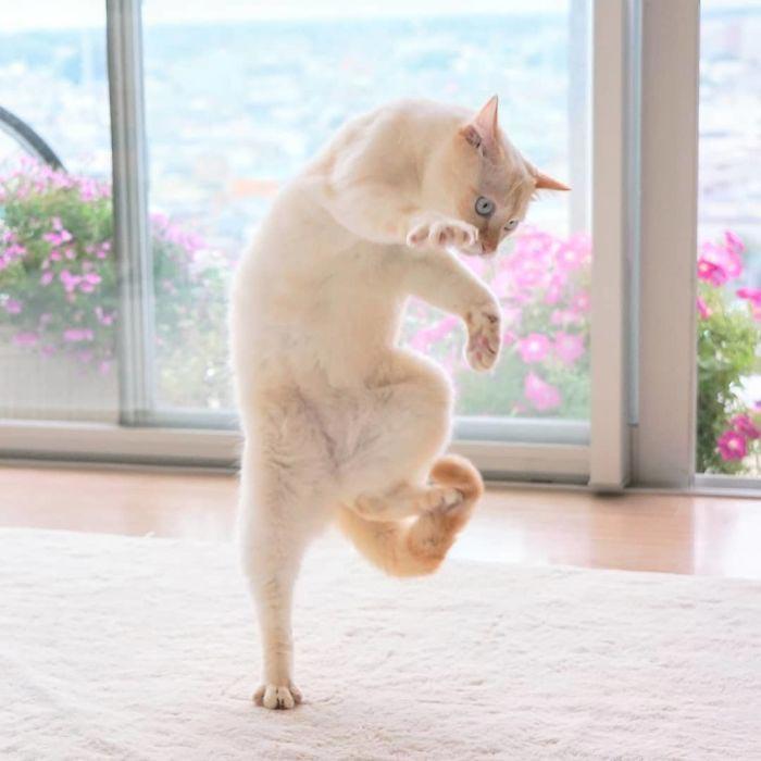 25 танцующих котов, доказывающих, что их грации могут позавидовать даже балерины
