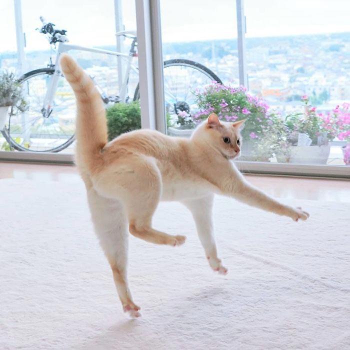 25 танцующих котов, доказывающих, что их грации могут позавидовать даже балерины