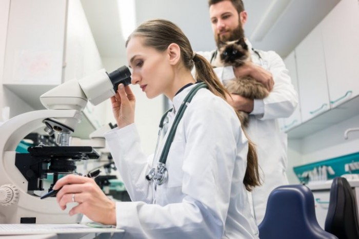 Дисбактериоз у кошек – миф или реальность