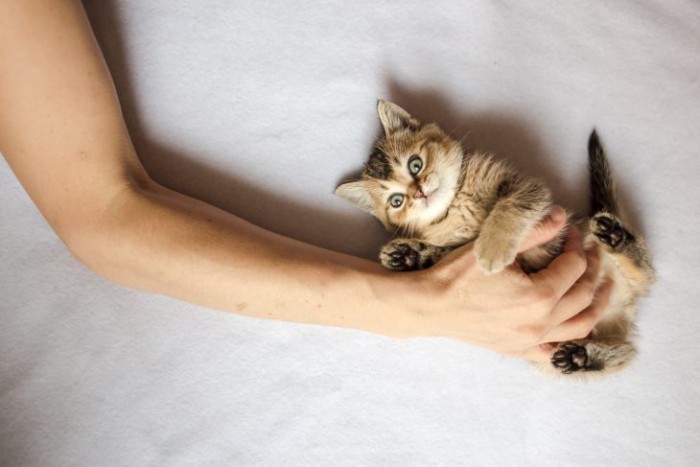 Дисбактериоз у кошек – миф или реальность