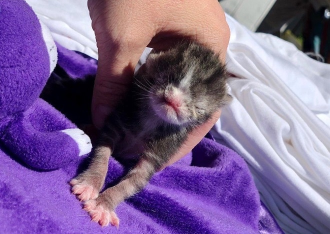 Крохотный котенок выжил, несмотря на то, что родился с серьезными патологиями