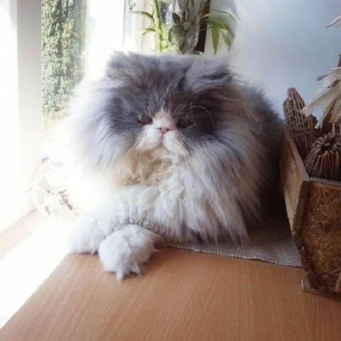 «Овечий кот»: 10 фотографий роскошного персидского котика с очень длинной шерстью