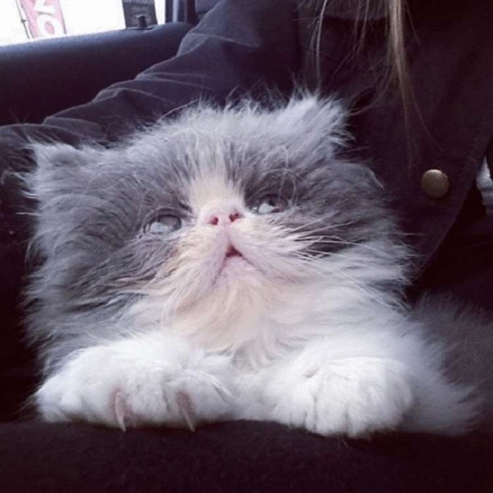 «Овечий кот»: 10 фотографий роскошного персидского котика с очень длинной шерстью