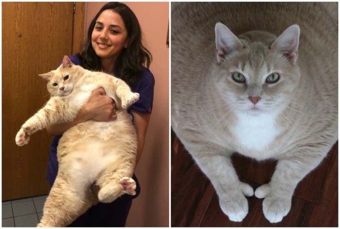 Тучный котик с редкой аномалией сел на диету и кайфует от жизни