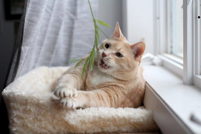 Тучный котик с редкой аномалией сел на диету и кайфует от жизни