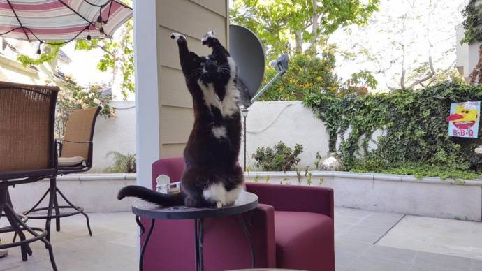 В интернете новая звезда – кошка, которая вскидывает лапы вверх