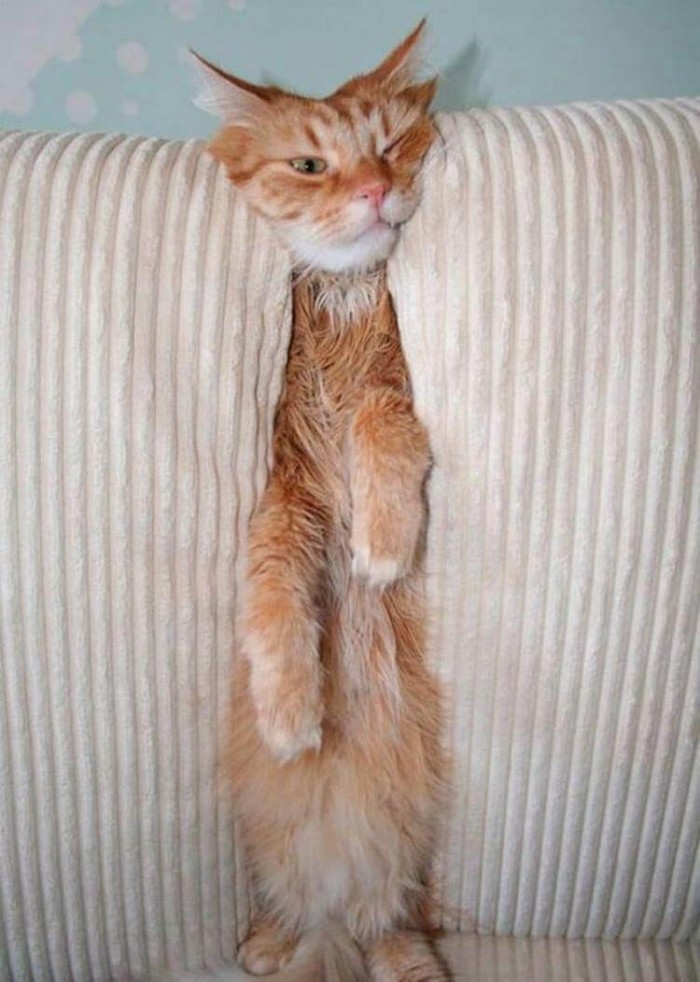 Борьба котов с диваном, диван ведёт