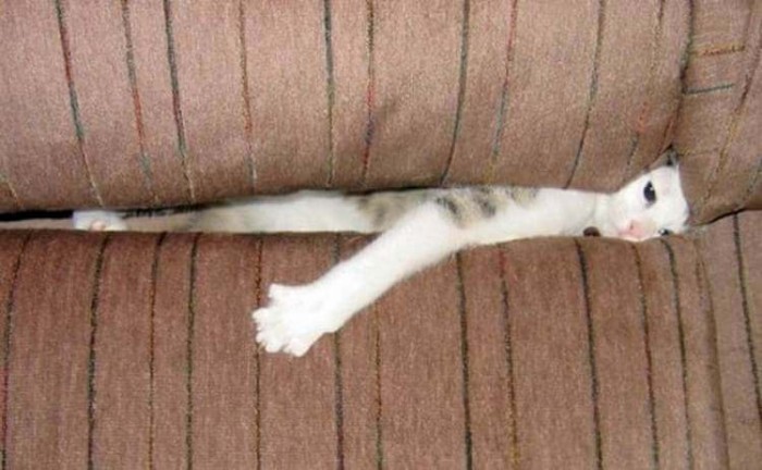 Борьба котов с диваном, диван ведёт