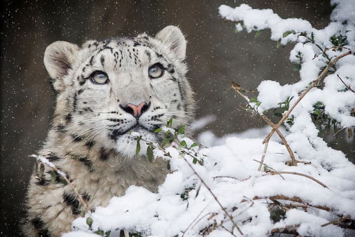 12 милых снежных барсов, глядя на которые сложно поверить, что недавно мир мог их потерять