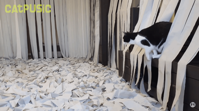Хозяева сделали коту игровую комнату из сотни рулонов туалетной бумаги, и это настоящий кошачий рай