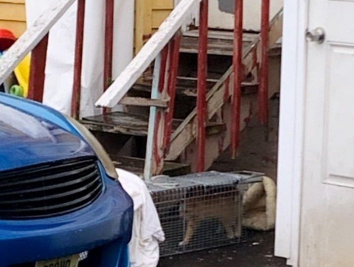 Бродячая кошка укрывает своих котят от дождя, пока спасатели спешат на выручку