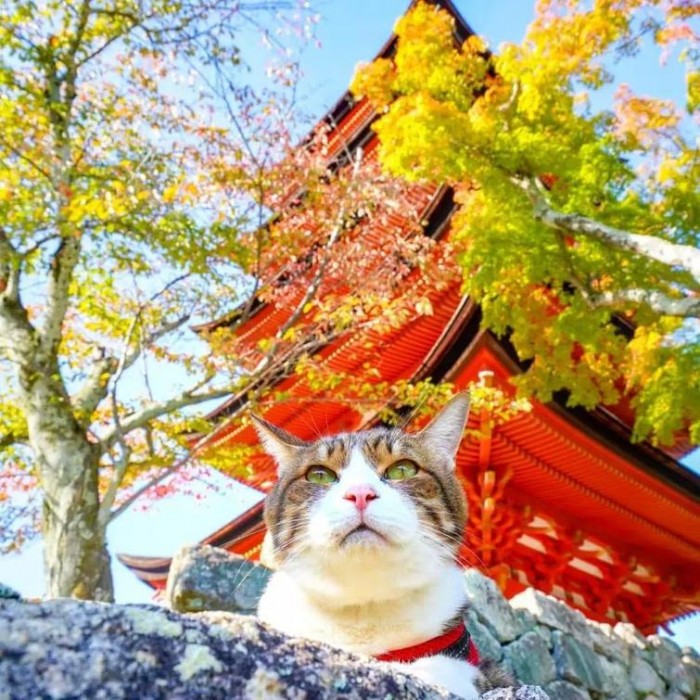 Владелец берет своих спасённых котанов в путешествия по Японии, и их Инстаграм ми-ми-ми